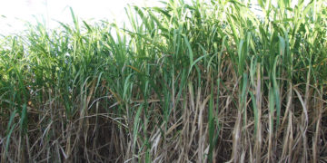 Permit exploitation leaves Busoga’s sugarcane farmers with a bitter taste in their mouths