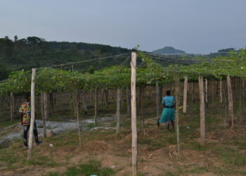 Passion fruit farm for irrigration
