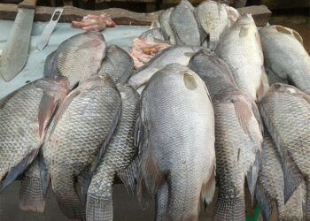 The Fisheries and Aquaculture Act, 2022 Act and the right to food for fishing communities in Uganda