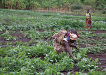 Rampant land evictions pose threat to food security