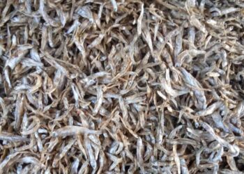 Enforcement: The Hidden Cost of Uganda’s Silverfish Ban