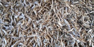 Enforcement: The Hidden Cost of Uganda’s Silverfish Ban