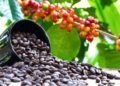 Is Uganda finally about to hedge its bets on agro-industrialisation?