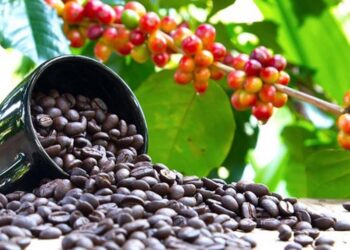 Is Uganda finally about to hedge its bets on agro-industrialisation?