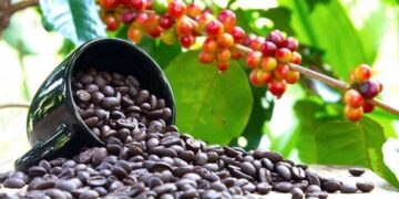 Is Uganda finally about to hedge its bets on agro-industrialisation?